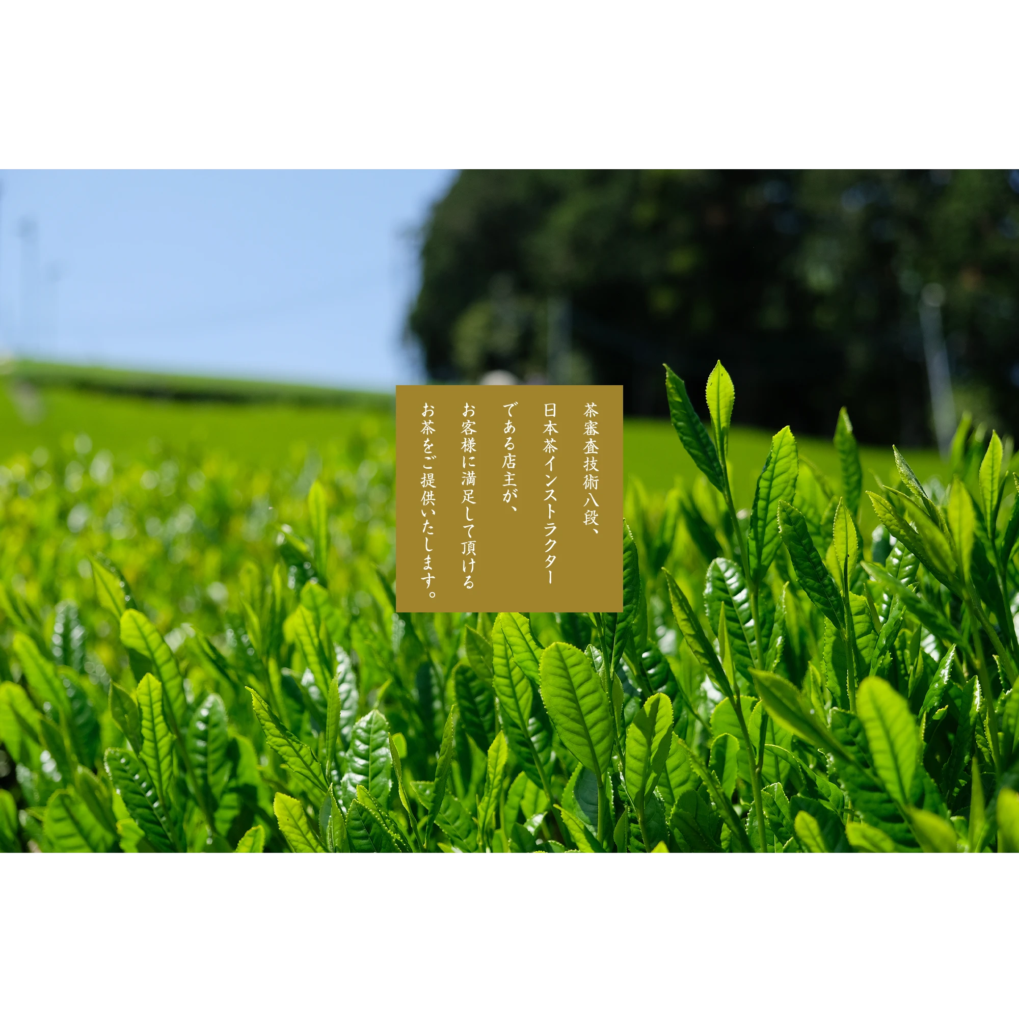 茶審査技術八段、日本茶インストラクターである店主が、お客様に満足して頂けるお茶をご提供いたします