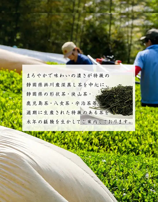 苦味や臭みが少なく、まろやかな味わいが特徴の静岡県掛川産の茶葉を中心に、京都の宇治、鹿児島など。日本全国の産地よりその時々に最適な仕入れを行っています